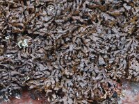 Melanelia panniformis 2, Saxifraga-Willem van Kruijsbergen