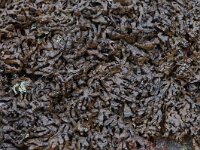 Melanelia panniformis 3, Saxifraga-Willem van Kruijsbergen