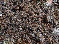 Melanelia panniformis 6, Saxifraga-Willem van Kruijsbergen