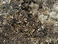 Melanelia panniformis 7, Saxifraga-Jan van der Straaten