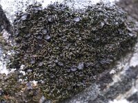 Melanelia stygia 2, Saxifraga-Willem van Kruijsbergen