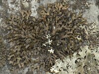 Melanelia stygia 3, Saxifraga-Willem van Kruijsbergen