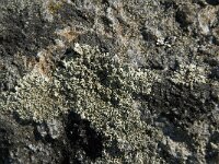 Parmelia saxatilis 10, Blauwgrijs steenschildmos, Saxifraga-Jan van der Straaten