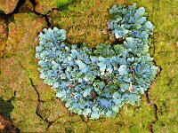 Parmelia sulcata : Parmelia sulcata, Gewoon schildmos