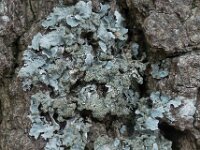 Parmelia sulcata 04, Gewoon schildmos, AHB  Gewoon Schildmos - Parmelia sulcata Hardenberg-Heemse op 14 april 2018 Validatie Koen Verhoogt Zie: https://waarneming.nl/waarneming/view/154737195