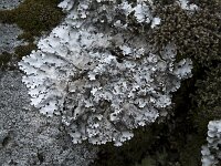 Parmelina tiliacea 2, Lindeschildmos, Saxifraga-Willem van Kruijsbergen