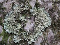 Parmotrema chinense 4, Groot schildmos, Saxifraga-Jan C van der Straaten