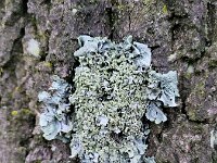 Parmotrema perlatum 5, Groot schildmos, Saxifraga-Ben Delbaere