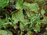 Peltigera leucophlebia 5, Saxifraga-Willem van Kruijsbergen