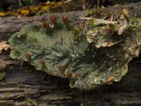 Peltigera membranacea 2, Gebobbeld leermos, Saxifraga-Willem van Kruijsbergen