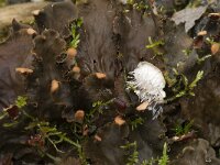 Peltigera membranacea 3, Gebobbeld leermos, Saxifraga-Willem van Kruijsbergen
