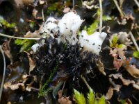 Peltigera rufescens 6, Klein leermos, Saxifraga-Jelle van Dijk