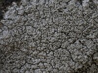 Pertusaria corallina 3, Saxifraga-Willem van Kruijsbergen