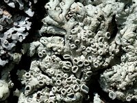 Physcia stellaris 3, Groot vingermos, Saxifraga-Jan van der Straaten