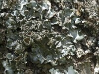 Pleurosticta acetabulum 2, Olijfschildmos, Saxifraga-Willem van Kruijsbergen