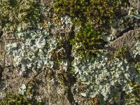 Punctelia borreri 4, Witstippelschildmos, Saxifraga-Jan van der Straaten