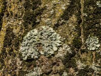 Punctelia borreri 7, Witstippelschildmos, Saxifraga-Jan van der Straaten