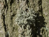 Ramalina farinacea 14, Melig takmos, Saxifraga-Willem van Kruijsbergen