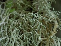 Ramalina farinacea 6, Melig takmos, Saxifraga-Willem van Kruijsbergen