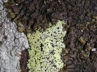 Rhizocarpon riparium 3, Geel landkaartmos, Saxifraga-Rutger Barendse