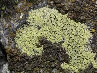 Rhizocarpon riparium 4, Geel landkaartmos, Saxifraga-Rutger Barendse