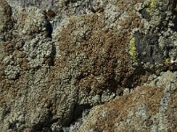 Rhizoplaca chrysoleuca 2, Saxifraga-Willem van Kruijsbergen