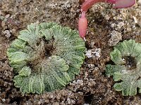Riccia carvernosa