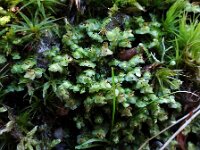 Scapania nemorea
