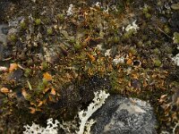 Solorina crocea 10, Saxifraga-Willem van Kruijsbergen