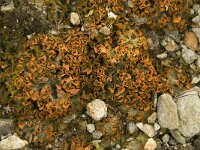 Solorina crocea 14, Saxifraga-Willem van Kruijsbergen