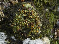Solorina crocea 2, Saxifraga-Willem van Kruijsbergen