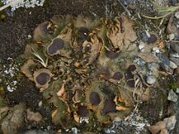 Solorina crocea 5, Saxifraga-Willem van Kruijsbergen