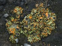 Solorina crocea 7, Saxifraga-Willem van Kruijsbergen