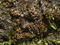 Solorina crocea 9, Saxifraga-Willem van Kruijsbergen