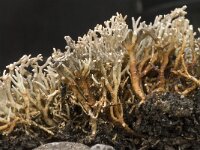 Sphaerophorus globosus 2, Saxifraga-Willem van Kruijsbergen