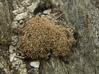 Sphaerophorus globosus 4, Saxifraga-Willem van Kruijsbergen