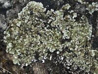 Squamarina cartilaginea 2, Saxifraga-Willem van Kruijsbergen