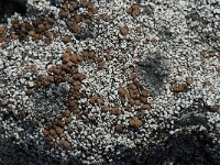 Squamarina lentigera 8, Saxifraga-Willem van Kruijsbergen