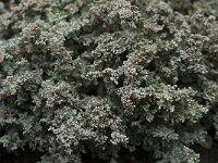 Stereocaulon paschale 4, Saxifraga-Willem van Kruijsbergen