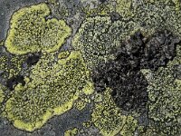 Umbilicaria cylindrica 10, Saxifraga-Willem van Kruijsbergen