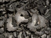 Umbilicaria cylindrica 12, Saxifraga-Willem van Kruijsbergen