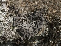 Umbilicaria cylindrica 15, Saxifraga-Willem van Kruijsbergen