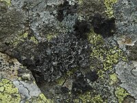 Umbilicaria cylindrica 5, Saxifraga-Willem van Kruijsbergen