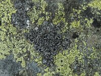 Umbilicaria cylindrica 6, Saxifraga-Willem van Kruijsbergen