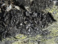 Umbilicaria cylindrica 8, Saxifraga-Willem van Kruijsbergen