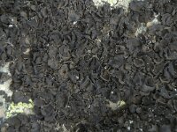 Umbilicaria deusta 4, Hunebed-navelmos, Saxifraga-Willem van Kruijsbergen