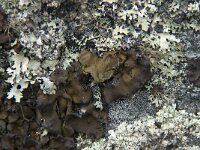 Umbilicaria deusta 8, Hunebed-navelmos, Saxifraga-Jan van der Straaten