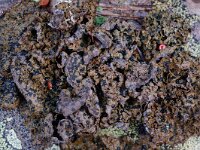 Umbilicaria hyperborea 2, Saxifraga-Willem van Kruijsbergen