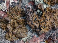 Umbilicaria hyperborea 4, Saxifraga-Willem van Kruijsbergen