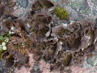 Umbilicaria hyperborea 5, Saxifraga-Willem van Kruijsbergen